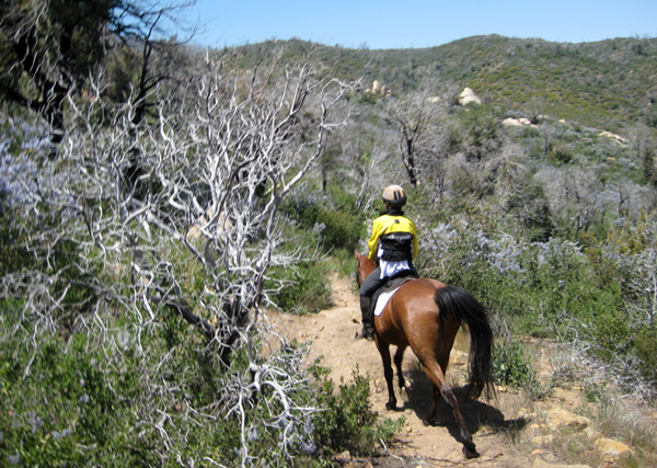 laguna mountains horse trails