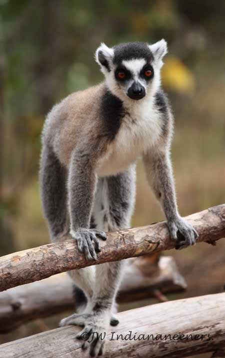 lemur madagascar