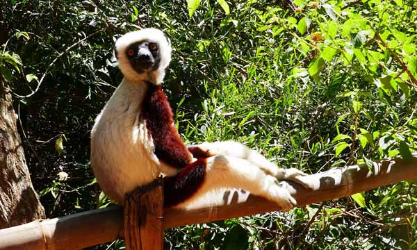 lemur-part-in-madagascar