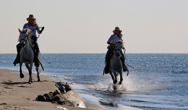 Les Arnelles Beach Gallop Wild Horses