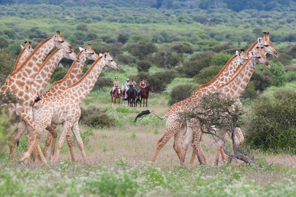 limpopo mashatu game reserve