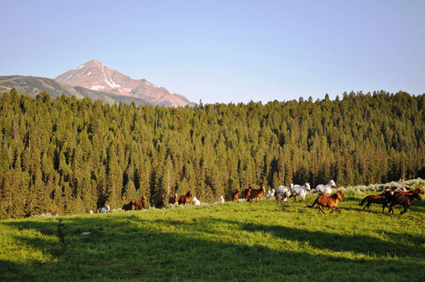 lone mountain ranch horses