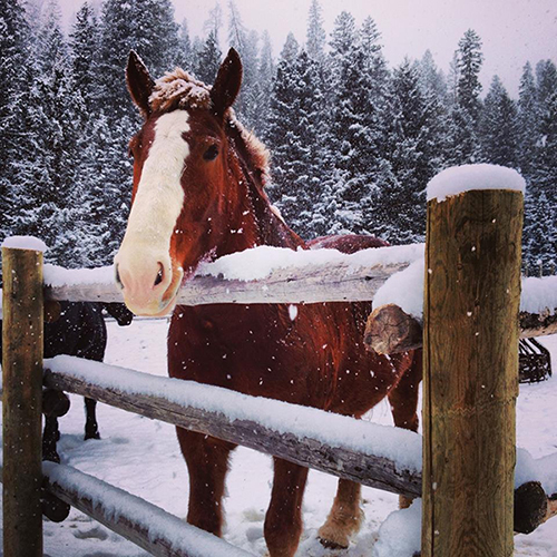 Top 20 Guest Ranches- Horses in the Snow Photo Journey | Equitrekking