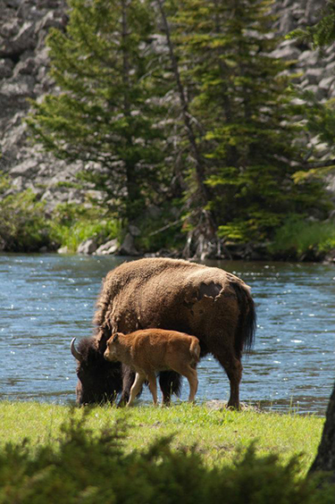 lone mountain ranch yellowstone bison