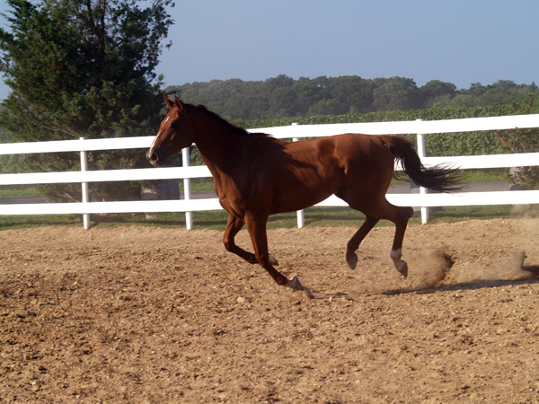 Baiting Hollow Farm Vineyard A Unique Long Island Horse Rescue Equitrekking [ 450 x 600 Pixel ]