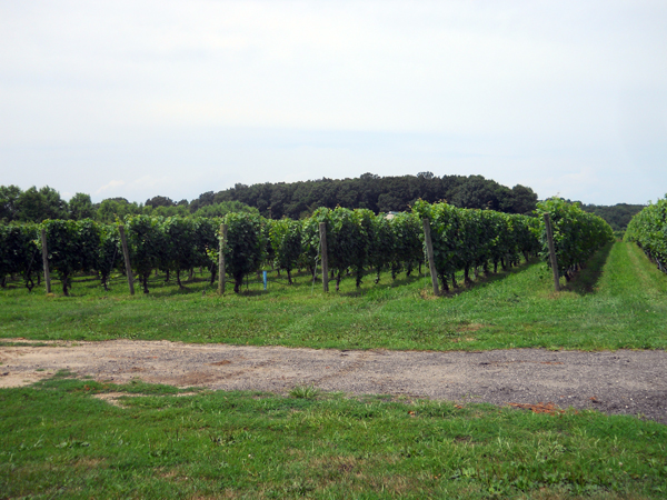 long island horse farms vineyards