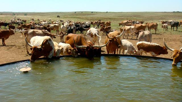 longhorn cattle drive kansas