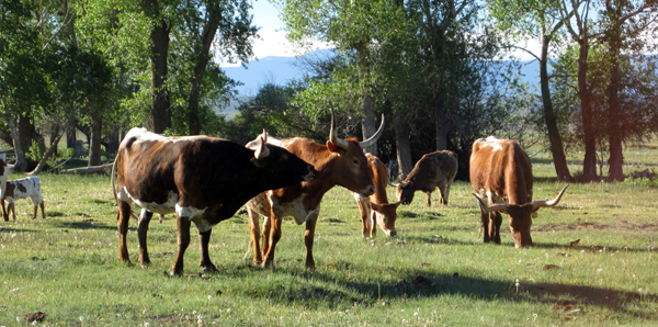 longhorn cattle spotted horse ranch