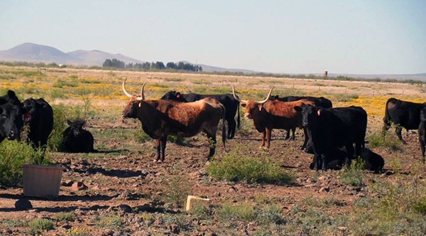 longhorn cattle hideout ranch