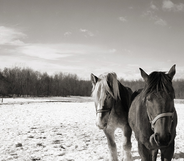 Rescued Horses, Love at First Breath | Equitrekking