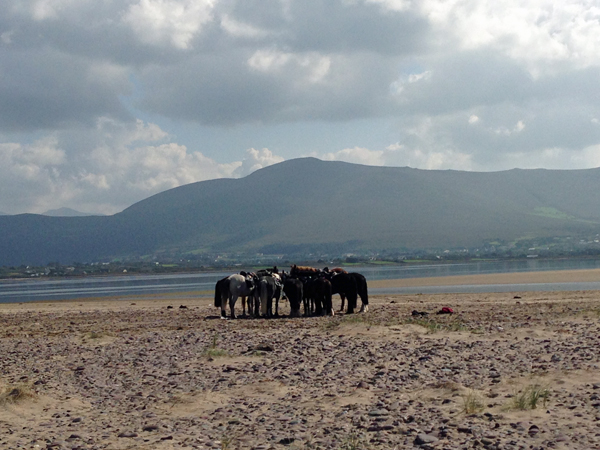 Horses Rossbeigh Beach Ireland