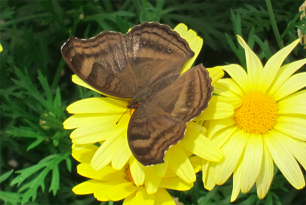 Mackinac Island butterfly