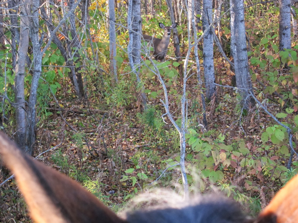 maine horse riding deer hunting season