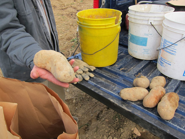 maine potato harvest