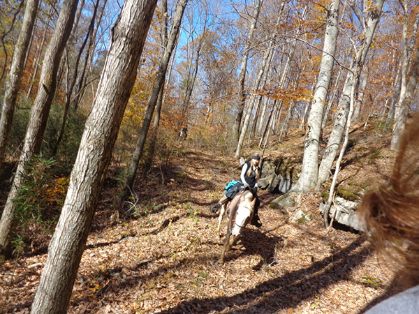 Mammoth Cave National Parks First Creek Trail In Kentucky Equitrekking