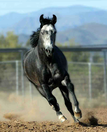 marchador horses