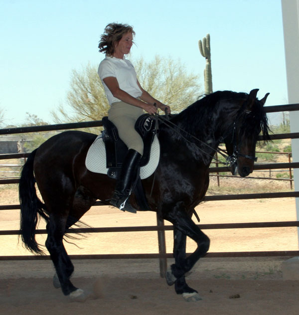 brazil horses