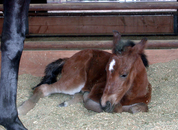 marchador horses