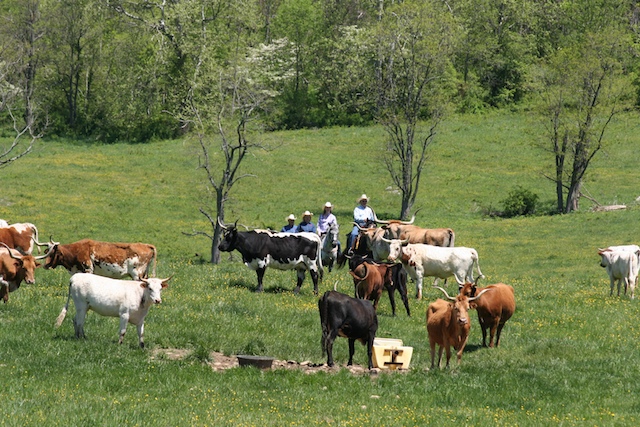 Riding with the Longhorns at Marriott Ranch