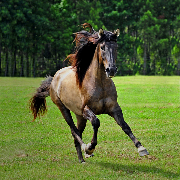 Marsh Tacky horse