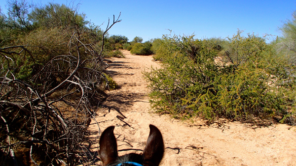 mcdowell mountain park trail arizona