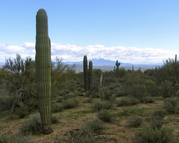 mcdowell mountain park trails arizona