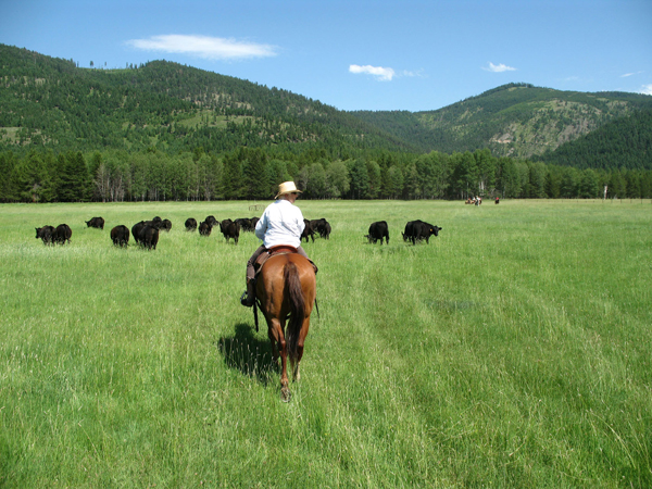 mcginnis meadows cattle and guest ranch