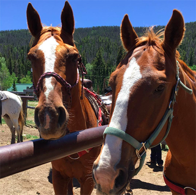 Good ranch horses at Medicine Bow Lodge