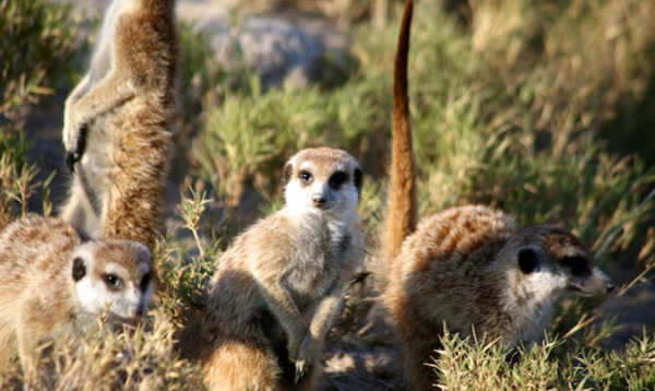 meerkats