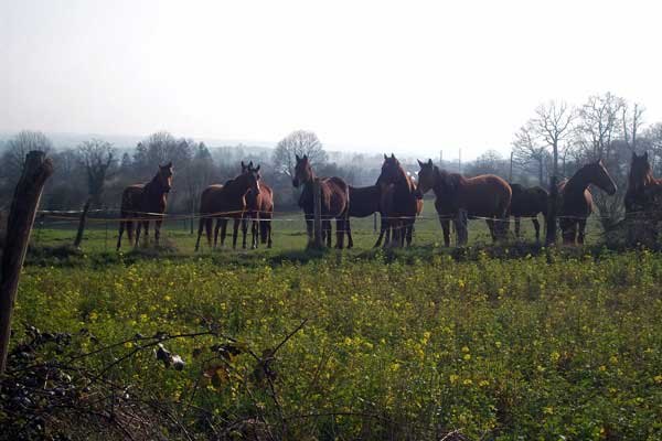 meeting herd