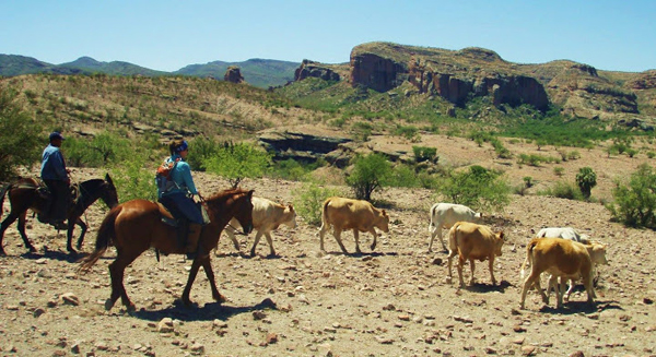 mexico cattle drive equitrekking