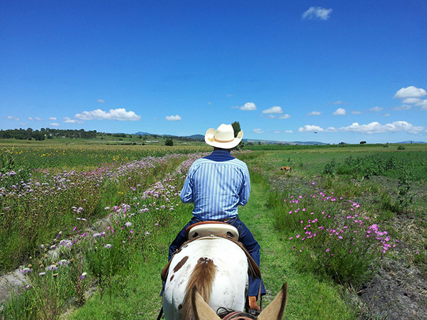 mexico horse holidays