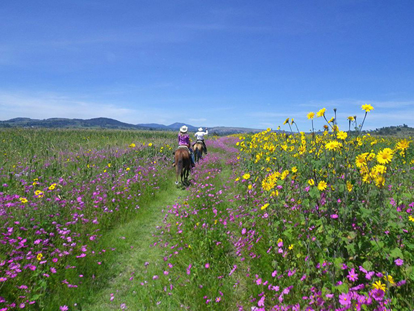 mexico wildflowers horseback ride