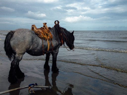 Mina the Fisherhorse Belgium