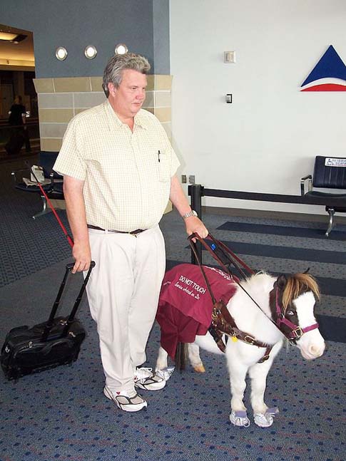 Mini Guide Horse at Airport