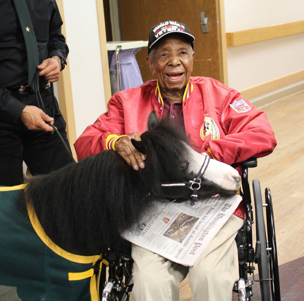 Magic Mini Therapy Horse Hospital