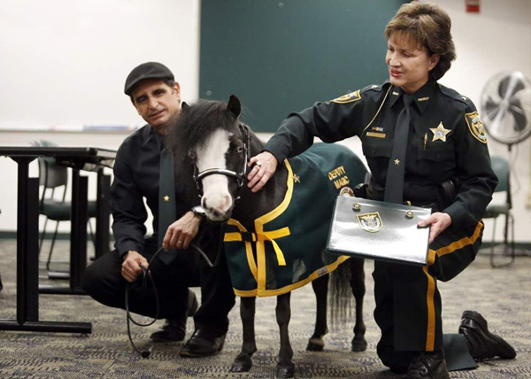 Magic Mini Therapy Horse Receives Award