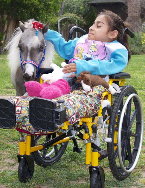 Mini Therapy Horse With Girl in Wheelchair