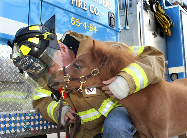 Mini Therapy Horse with Firefighter