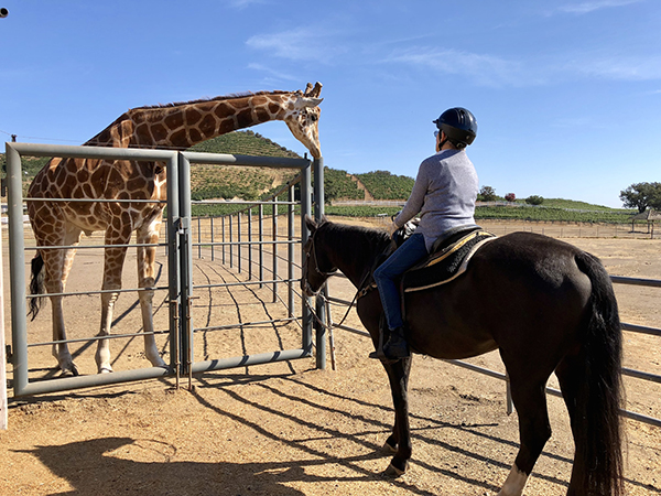 woman riding horse next to giraffe 