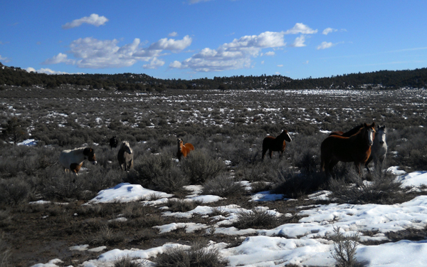 Monero Mustangs