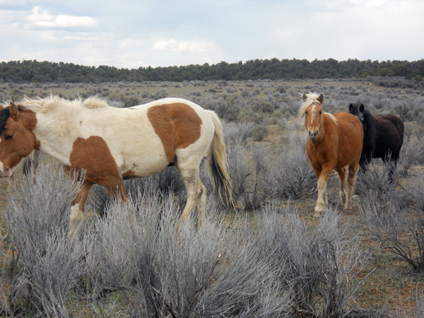 Monero Mustangs