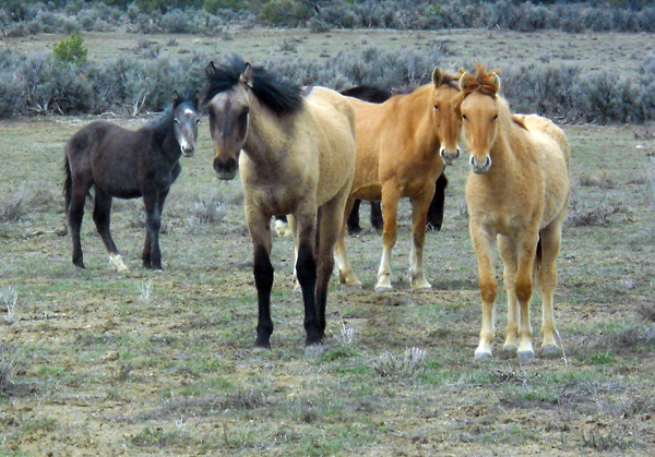 Mustangs in New Mexico