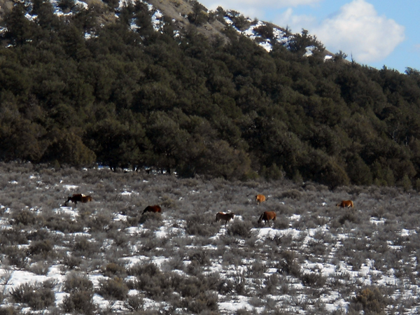 Monero Mustangs