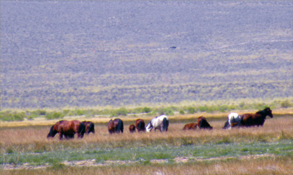 Montgomery Pass Wild Mustangs