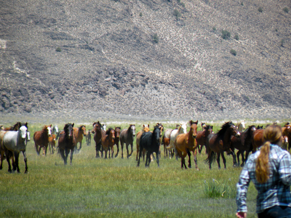 Wild Mustangs California