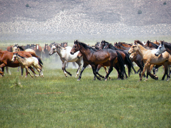 UC Davis mustangs