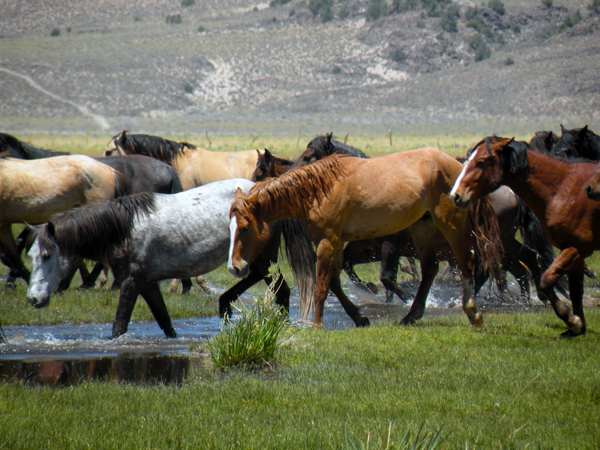 Wild Mustangs Montgomery Pass