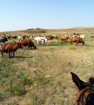 Moore ranch kansas cattle drive