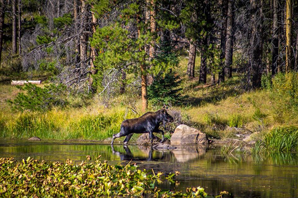 Rawah Ranch moose Colorado